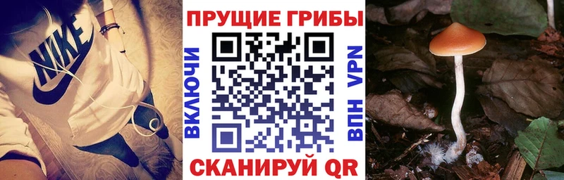 Псилоцибиновые грибы прущие грибы  Малаховка 